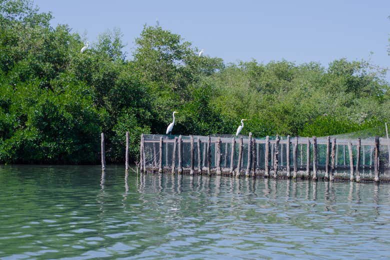 Avistamiento de aves en la Ciénaga Grande de Santa Marta