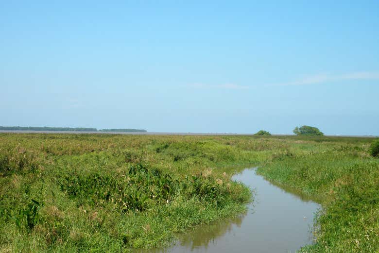 Paseando por la ciénaga
