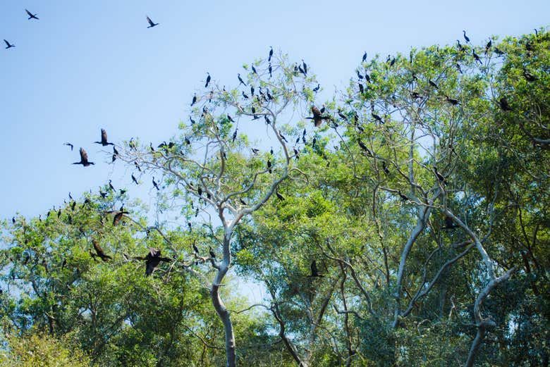 Bandada de cormoranes
