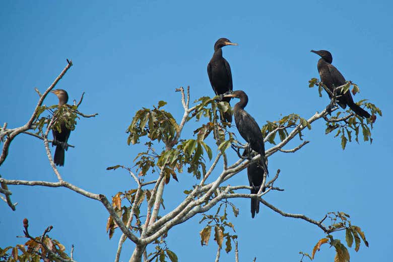 Cormorants