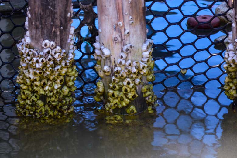 Criadero de ostras
