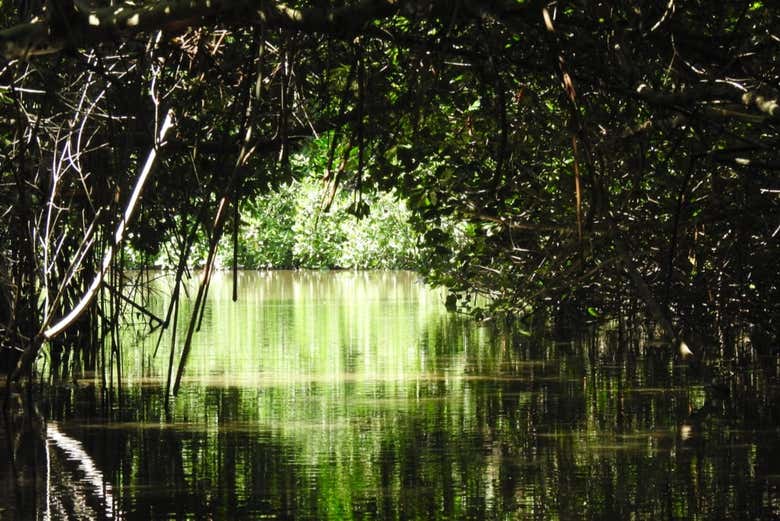 Descubriendo el ecosistema de la Vía Parque Isla de Salamanca
