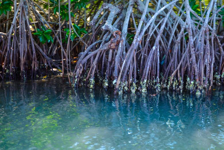 Las raíces del manglar