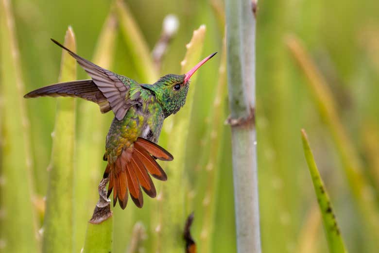 Fauna de la zona