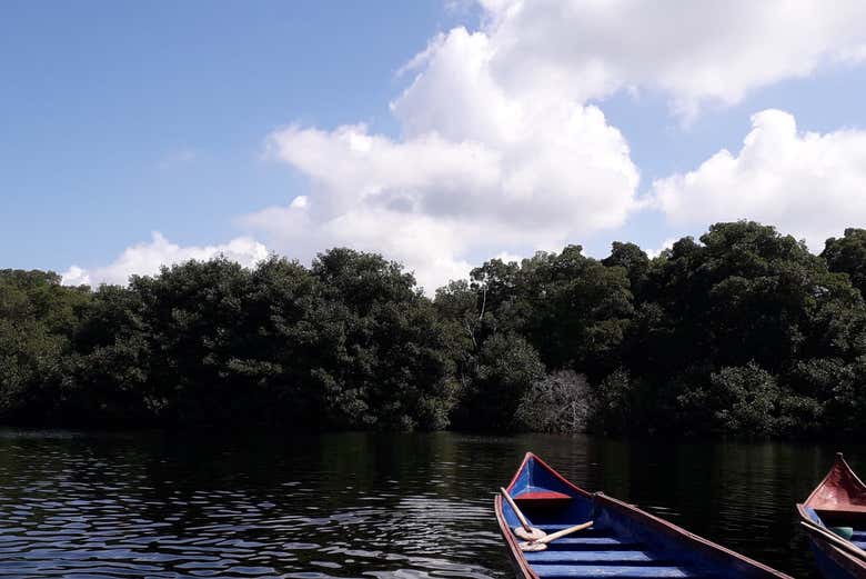 Barcos nos quais navegaremos pelo pântano