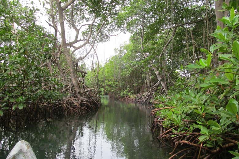 Navegando pelos manguezais
