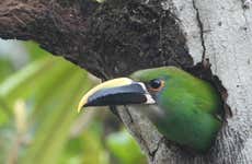 Avistamiento de aves en Barbas Bremen