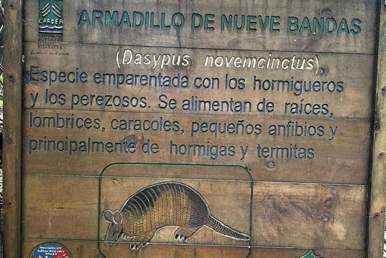 Armadillo de nueve bandas