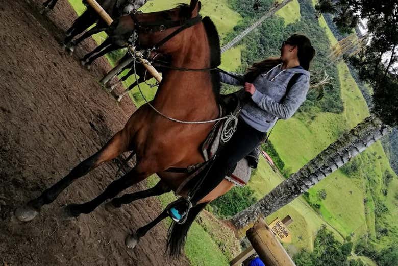 Conociendo a los caballos