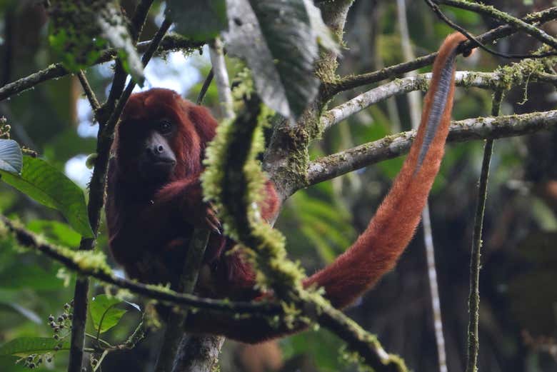 A howler monkey in the reserve