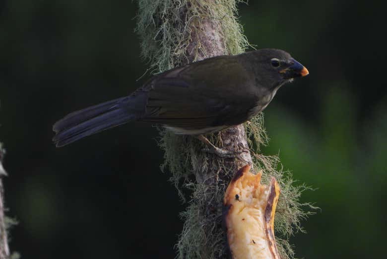 We'll learn all of the interesting nature facts