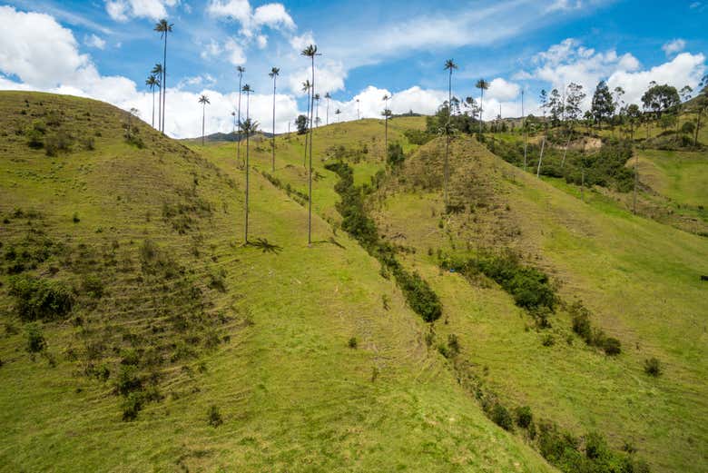 Valle de Cocora