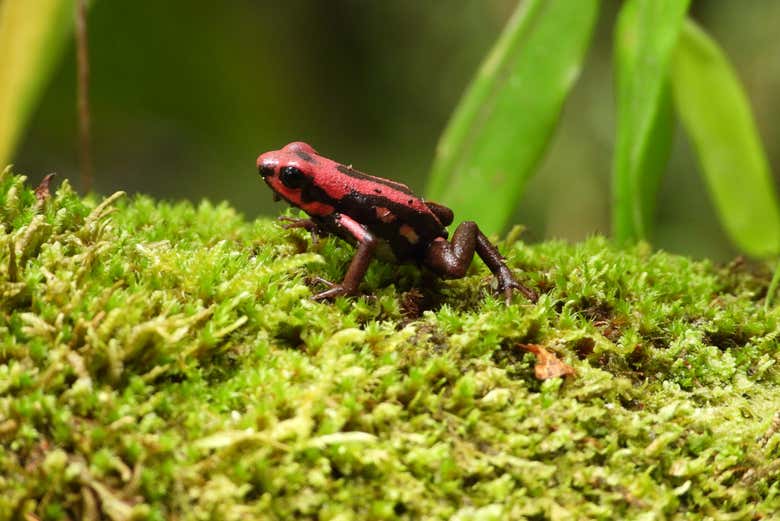 A frog in Barbas-Bremen