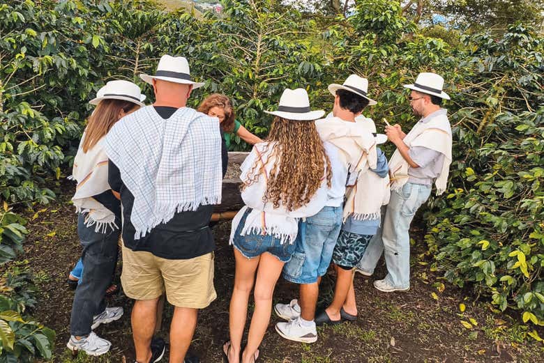 Conociendo el cultivo de café