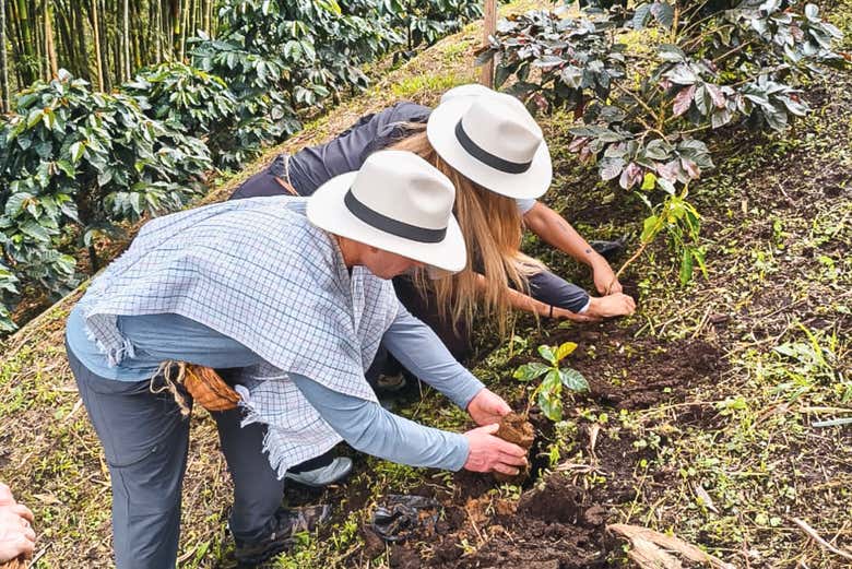 Aprenderemos a sembrar el árbol de café