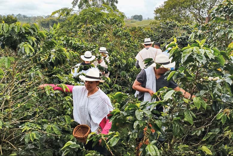 Caminando entre la siembra