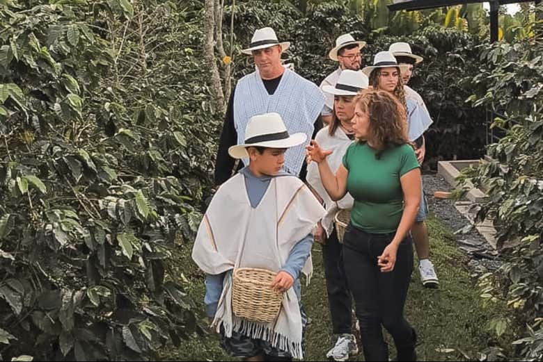 Recorriendo el cultivo de Casa Laureles