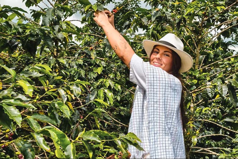 Elijiendo los mejores granos de café