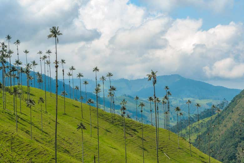 Vistas del valle de Cocora
