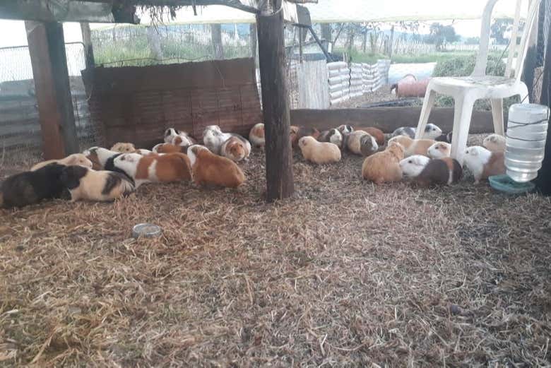 Conhecendo os animais da granja