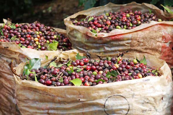 Coffee Farm and Spa 2-Day Tour