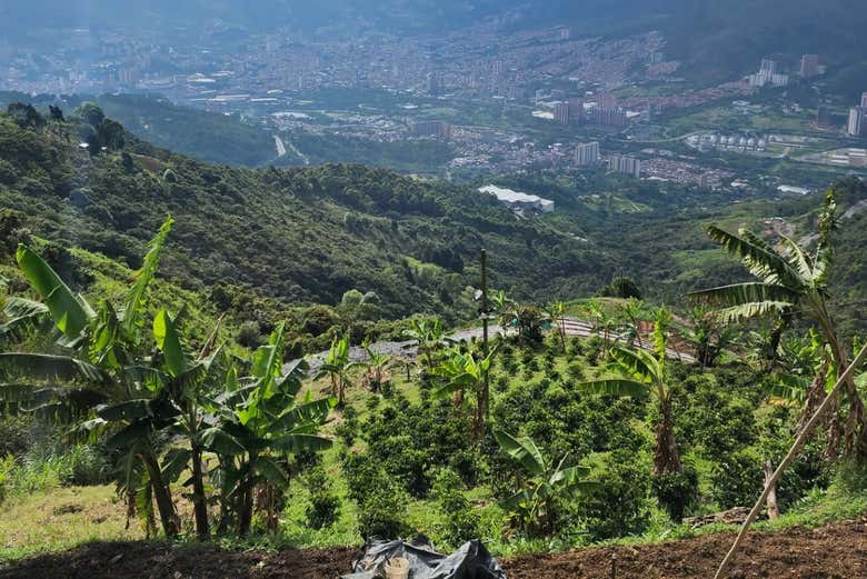 Panoramic view of the coffee farm