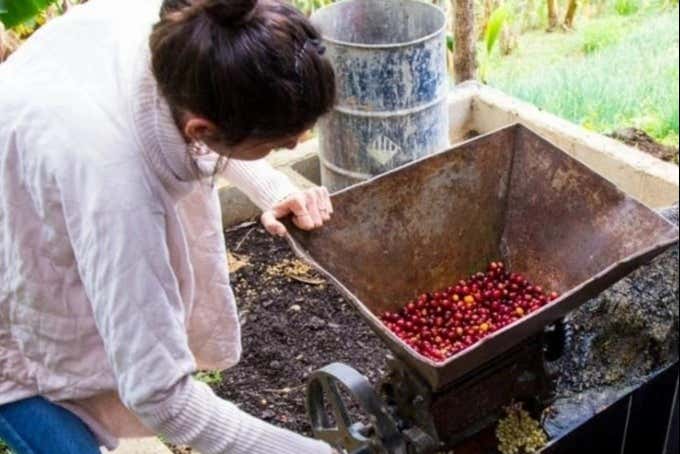 Aprendendo tudo sobre a produção de café colombiano