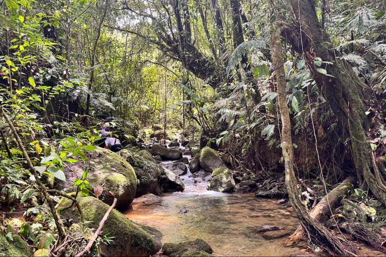 Trek through diverse and lush vegetation