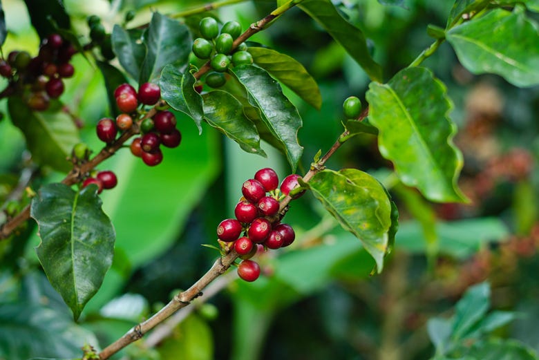 Granos de café colombiano