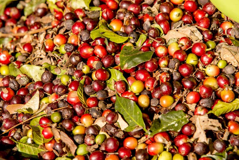 Coffee cherries after collection