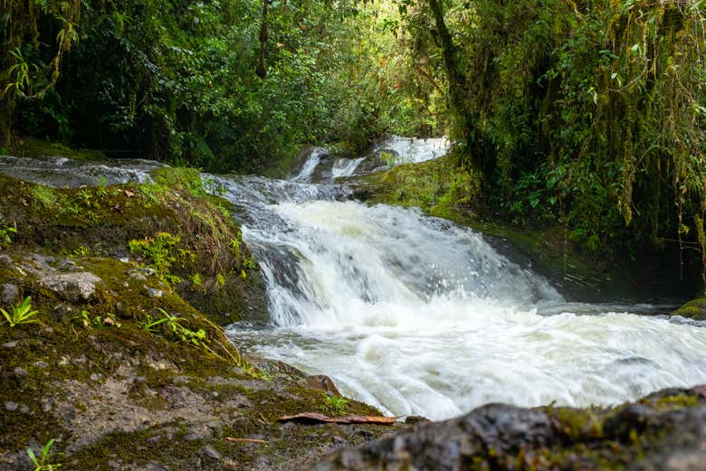 La rigogliosa vegetazione della zona