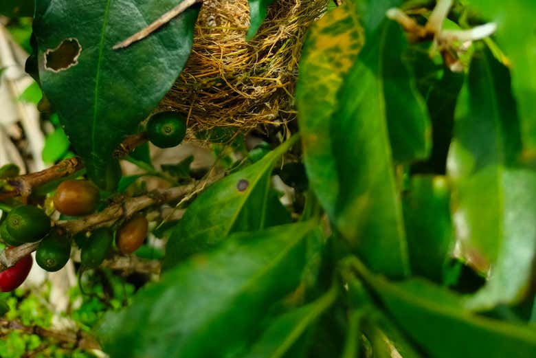 Plante de café