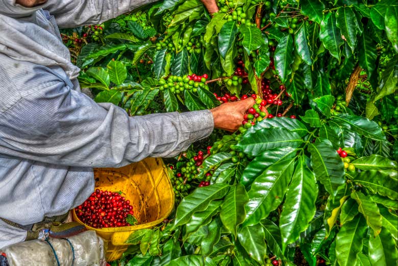 Collecting the coffee cherries
