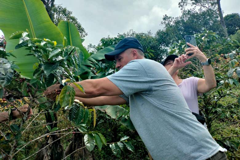 Collecte de fèves de café