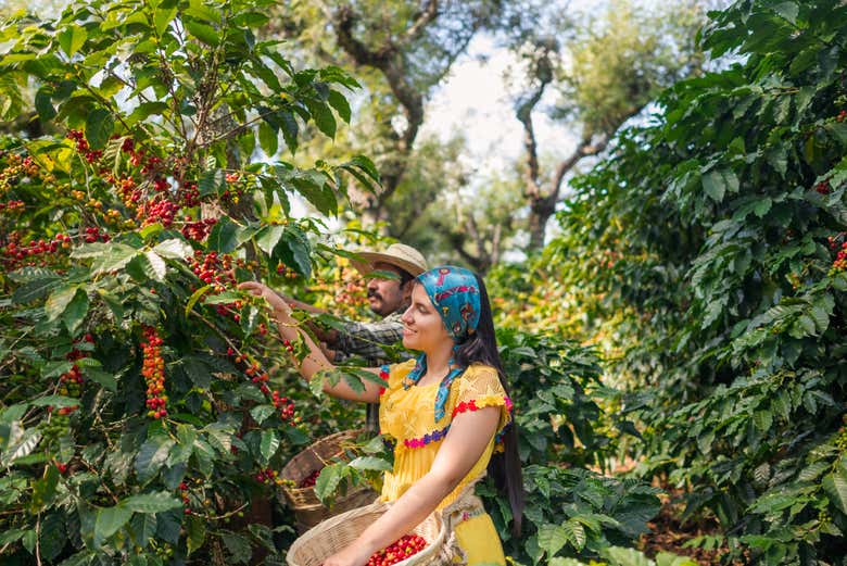 Make the most of your time in Colombia with a coffee tour!