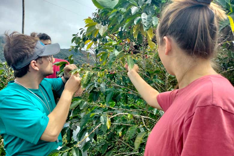 Visite des plantations de café
