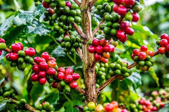 Tour del café por Guatapé