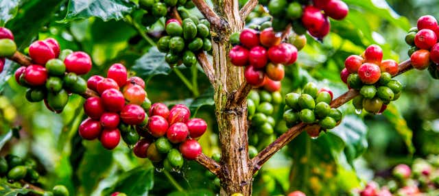 Guatapé Coffee Tour