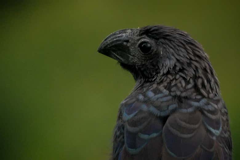 Veréis más de 250 especies de aves