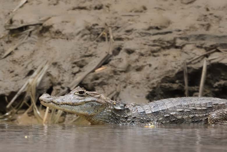 Avistaremos cocodrilos