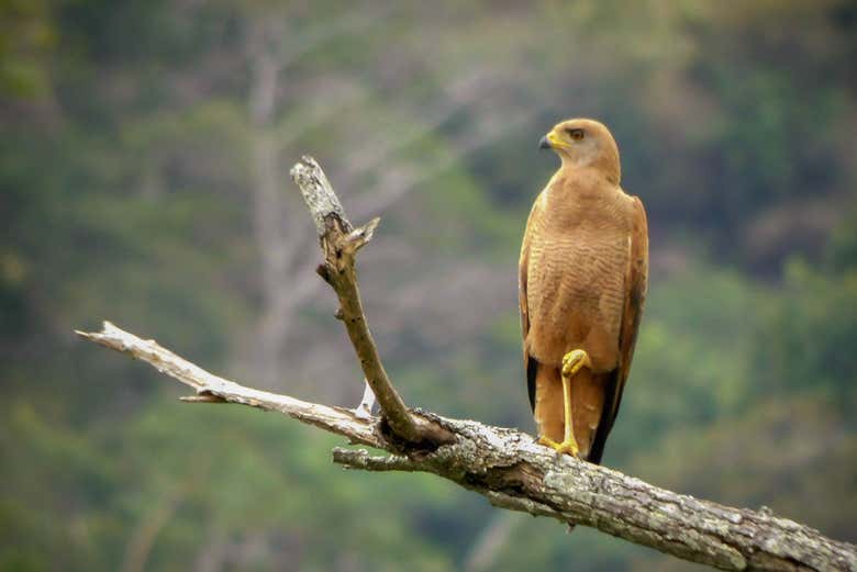 Os asombrará la fauna colombiana
