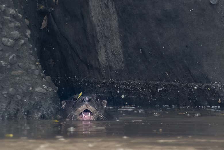 Veremos algunas nutrias que viven en el río