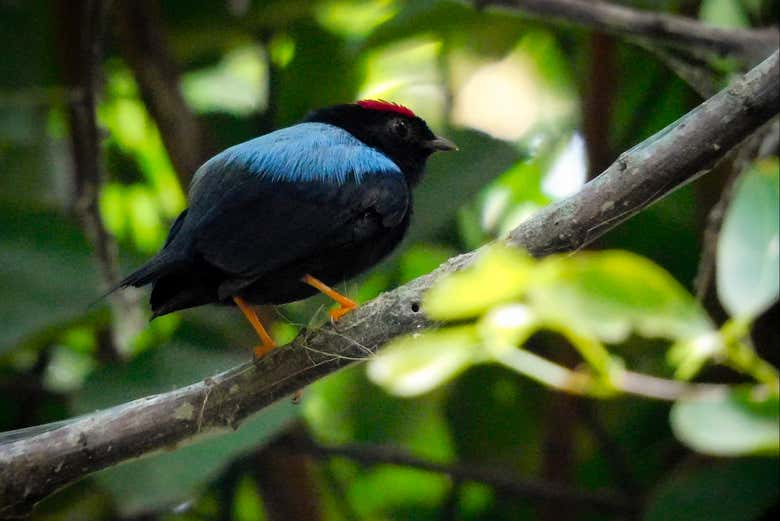 La selva de Colombia está llena de diferentes animales