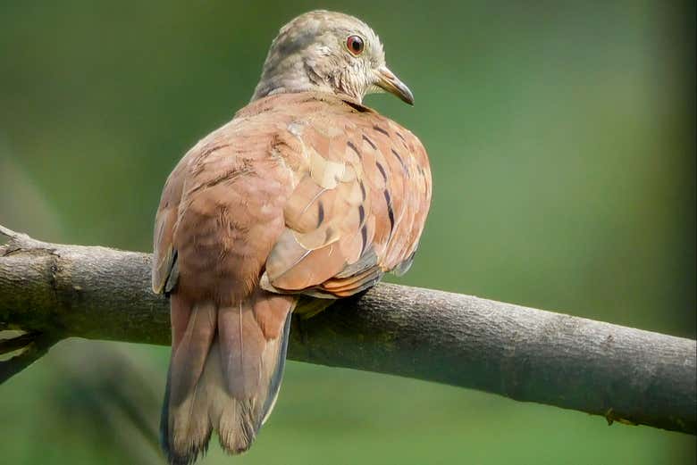 Un bello pajarito en un árbol