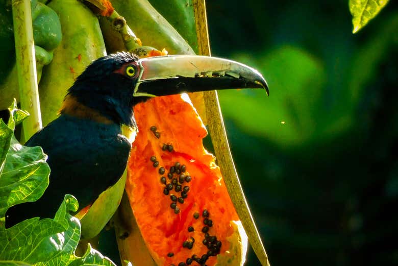 Veremos distintos tipos de aves