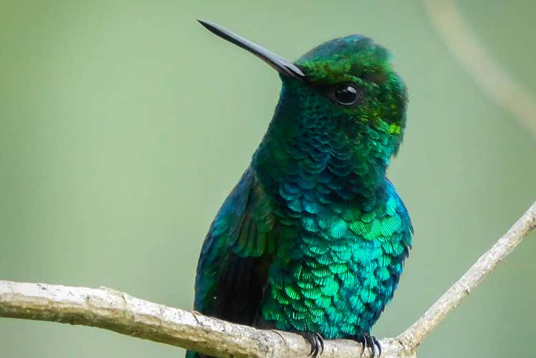 Os sentiréis expertos ornitólogos