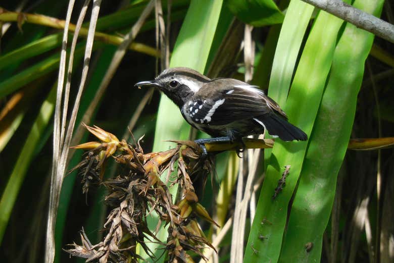 Nos adentraremos en el bosque de Honda