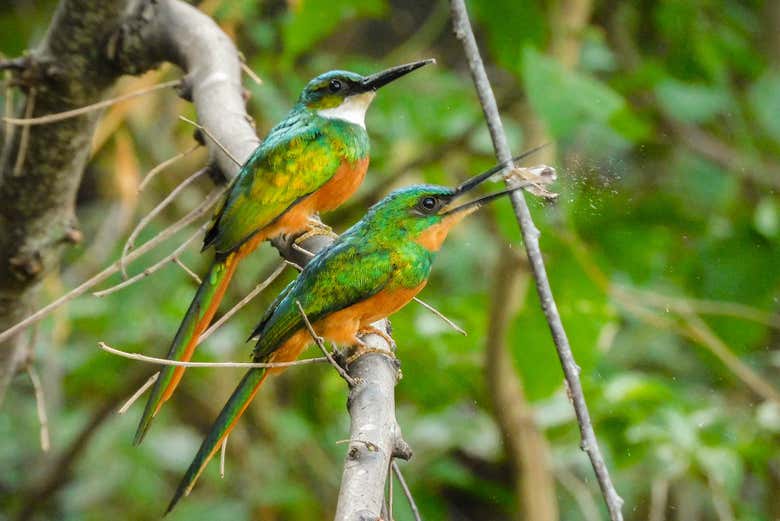 Dos simpáticos pájaros