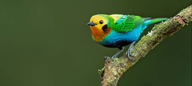 Tour privado de avistamiento de aves en Honda