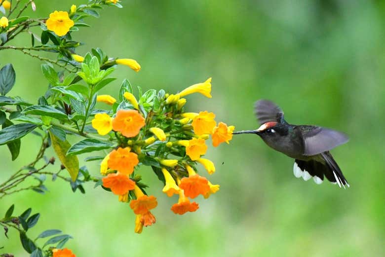 Un colibrì vicino a dei fiori gialli nel canyon del Combeima